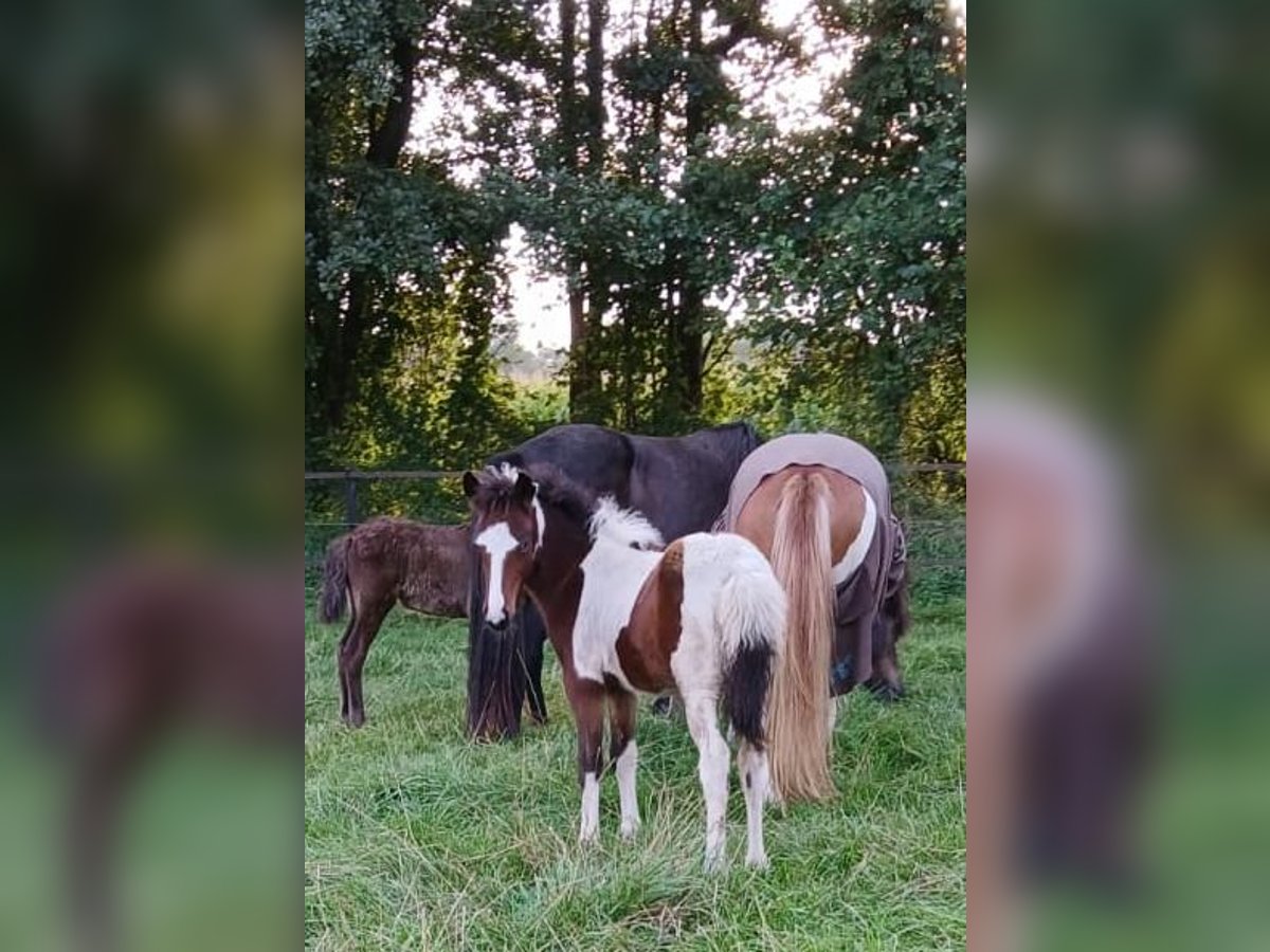 Caballos islandeses Semental Potro (06/2024) in Lingen