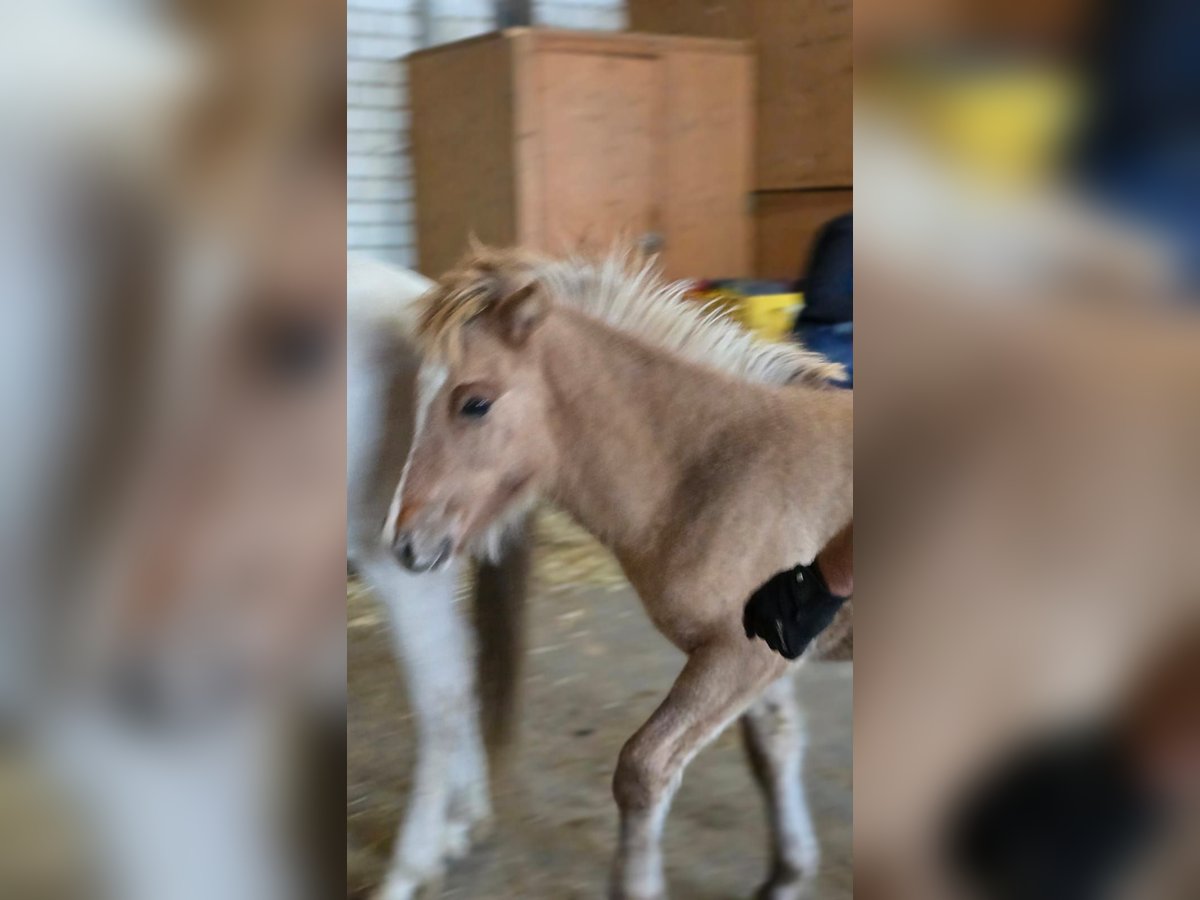 Caballos islandeses Semental Potro (05/2025) Musgo in Friedberg