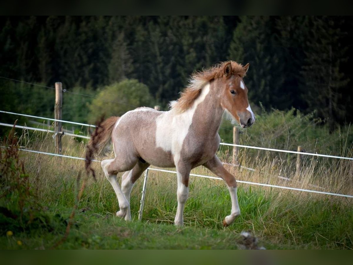 Caballos islandeses Semental Potro (05/2024) Ruano alazán in Winterspelt