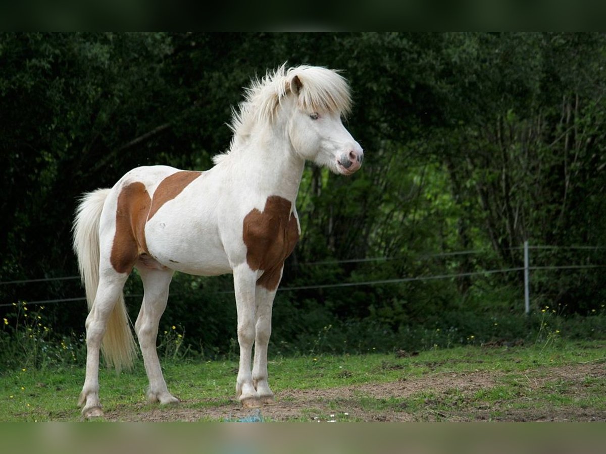 Caballos islandeses Semental Tovero-todas las-capas in GOVEN