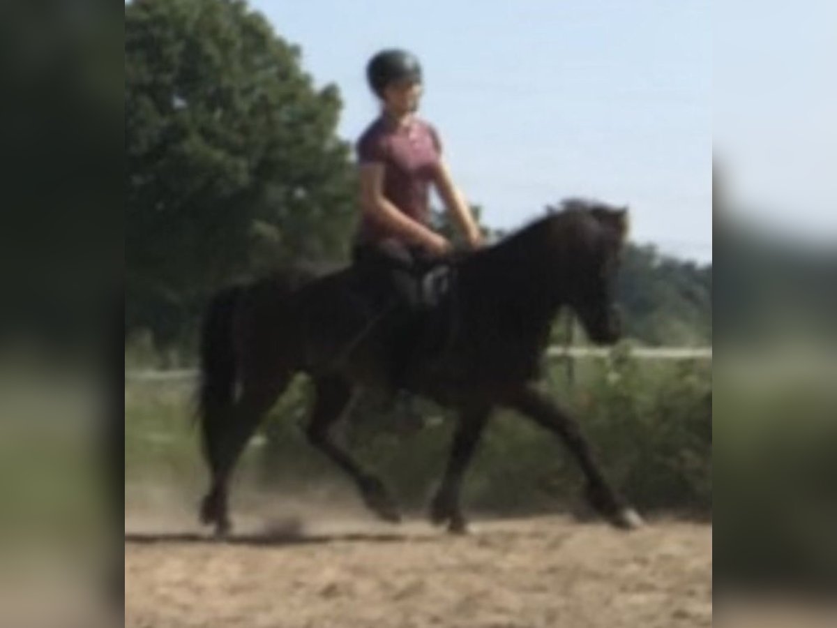 Caballos islandeses Yegua 10 años 134 cm Negro in Salzgitter Hohenrode