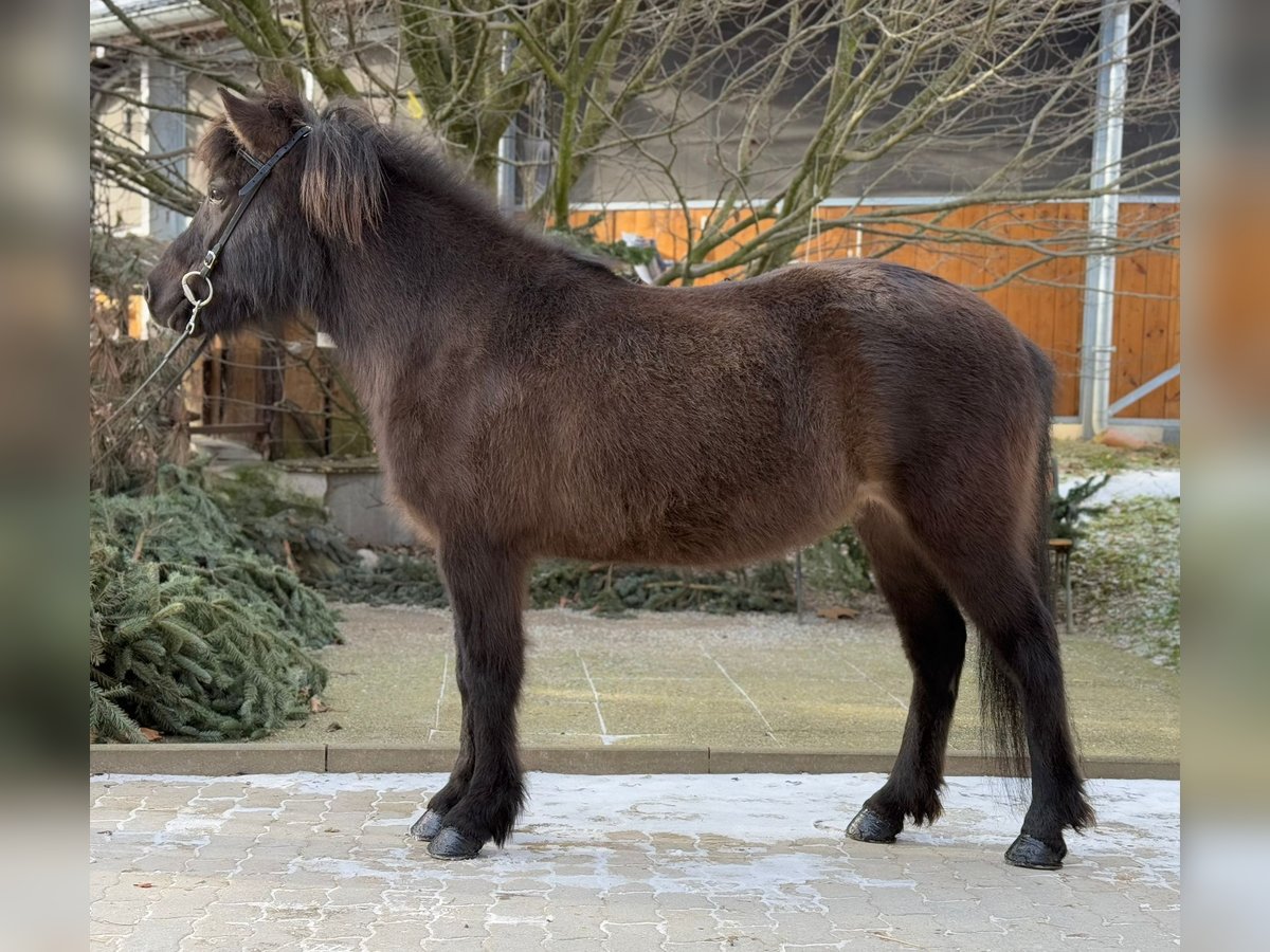 Caballos islandeses Yegua 10 años 134 cm Negro in Lochen am See