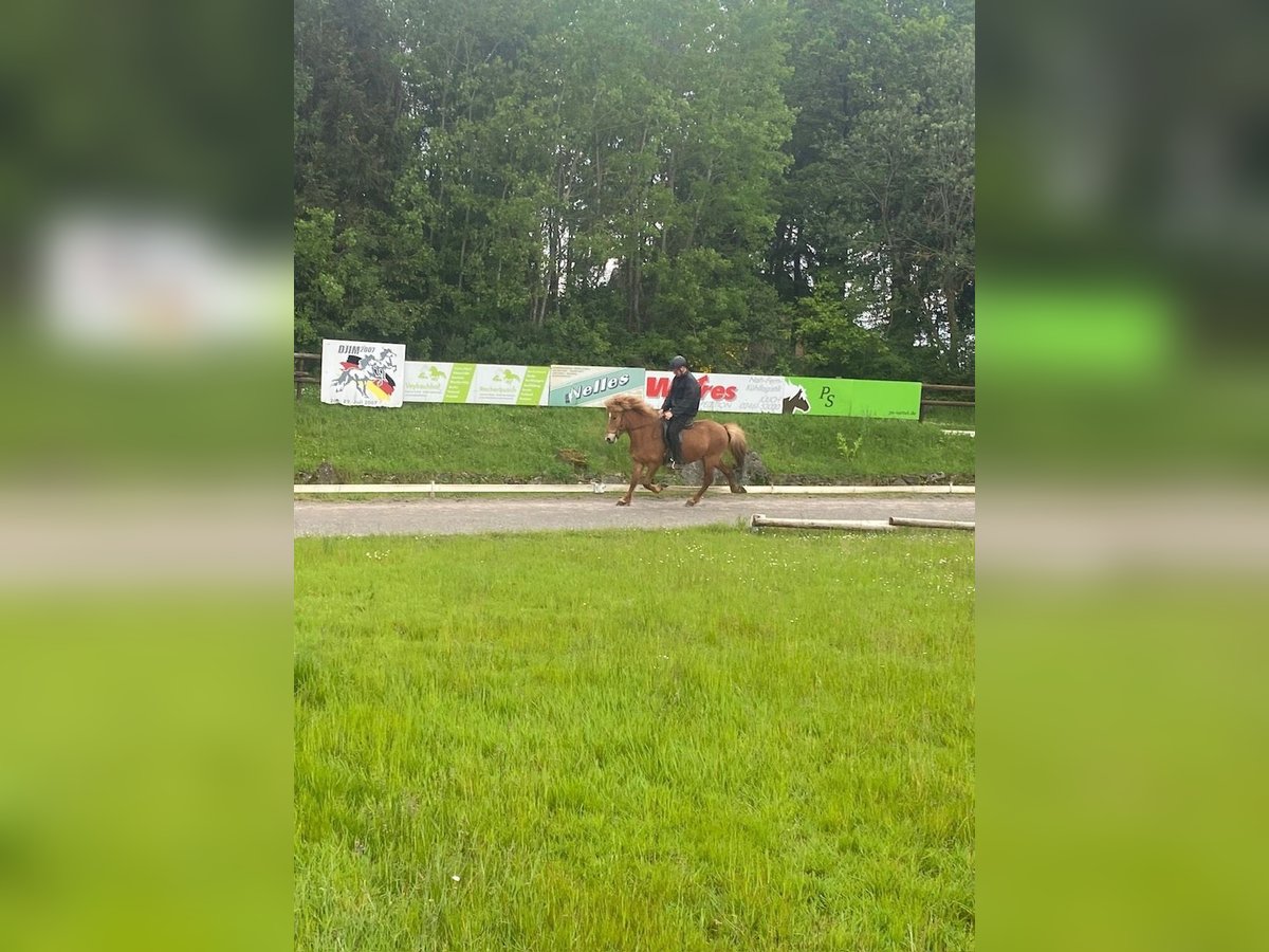 Caballos islandeses Yegua 10 años 136 cm Alazán in Nettersheim