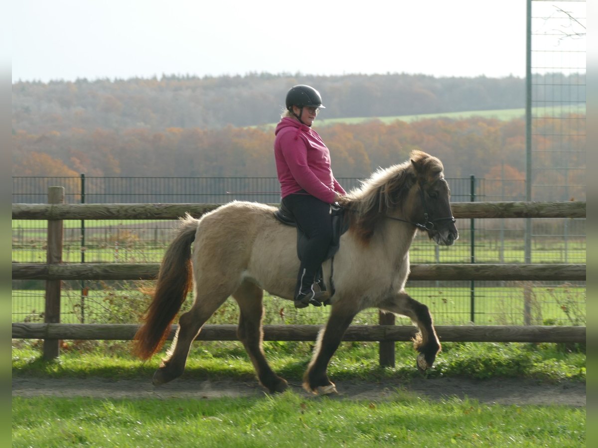 Caballos islandeses Yegua 10 años 140 cm Bayo in Euskirchen