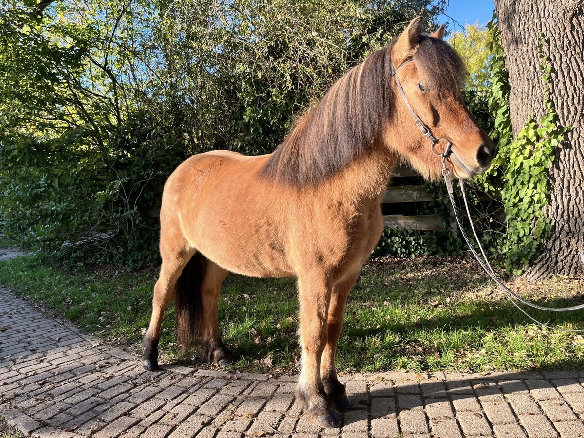 Caballos islandeses Yegua 10 años 141 cm in L&#xFC;dersburg