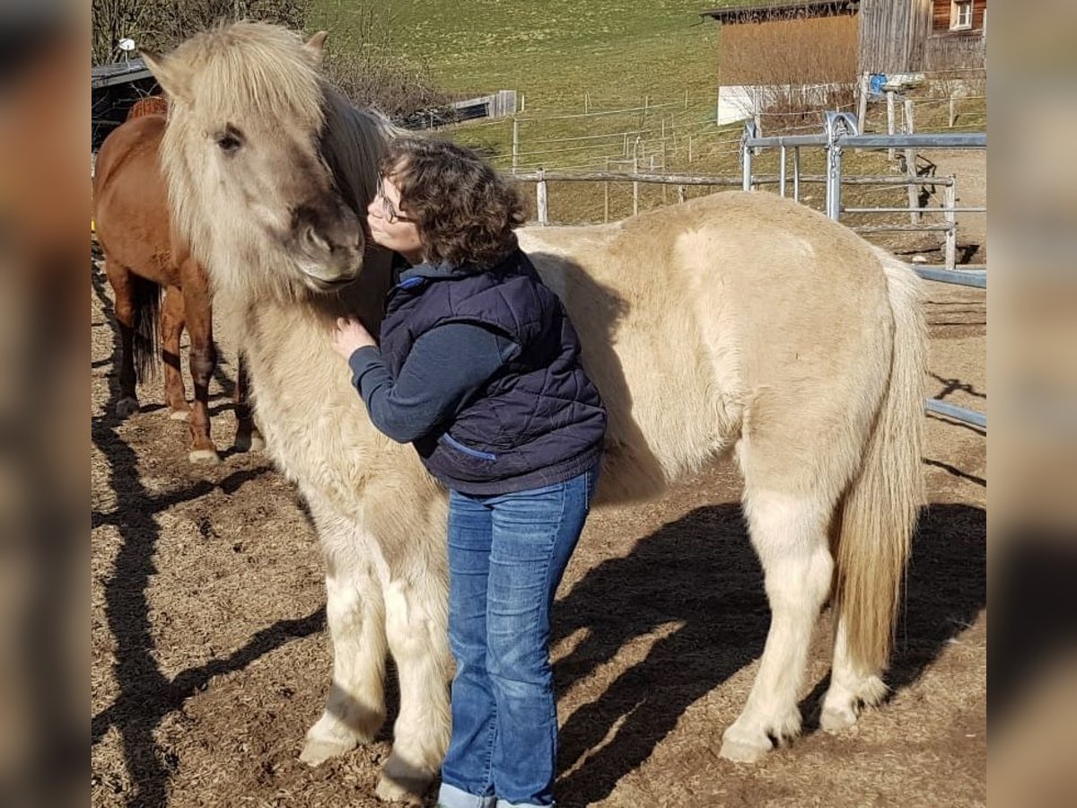 Caballos islandeses Yegua 10 años 142 cm Bayo in Schwanden im Emmental