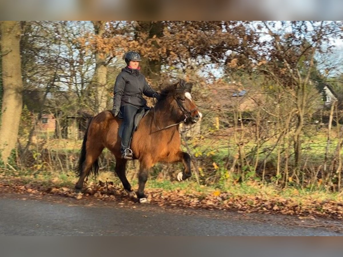 Caballos islandeses Yegua 10 años 144 cm in Schneverdingen