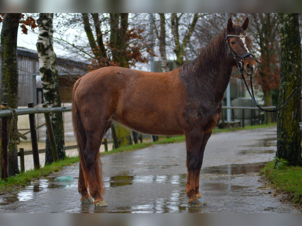 Caballos islandeses Mestizo Yegua 10 años 148 cm Alazán in Odenthal