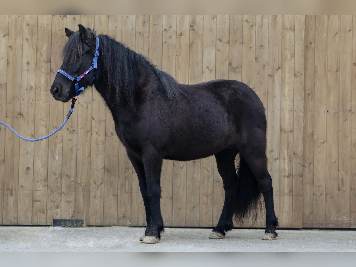 Caballos islandeses Yegua 10 años Negro in Straßwalchen