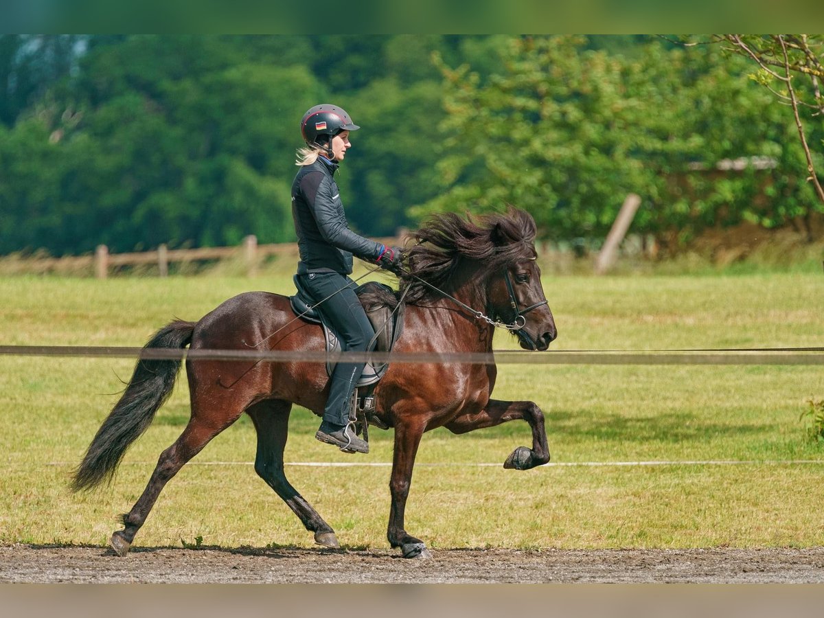 Caballos islandeses Yegua 11 años 133 cm Negro in Schechen