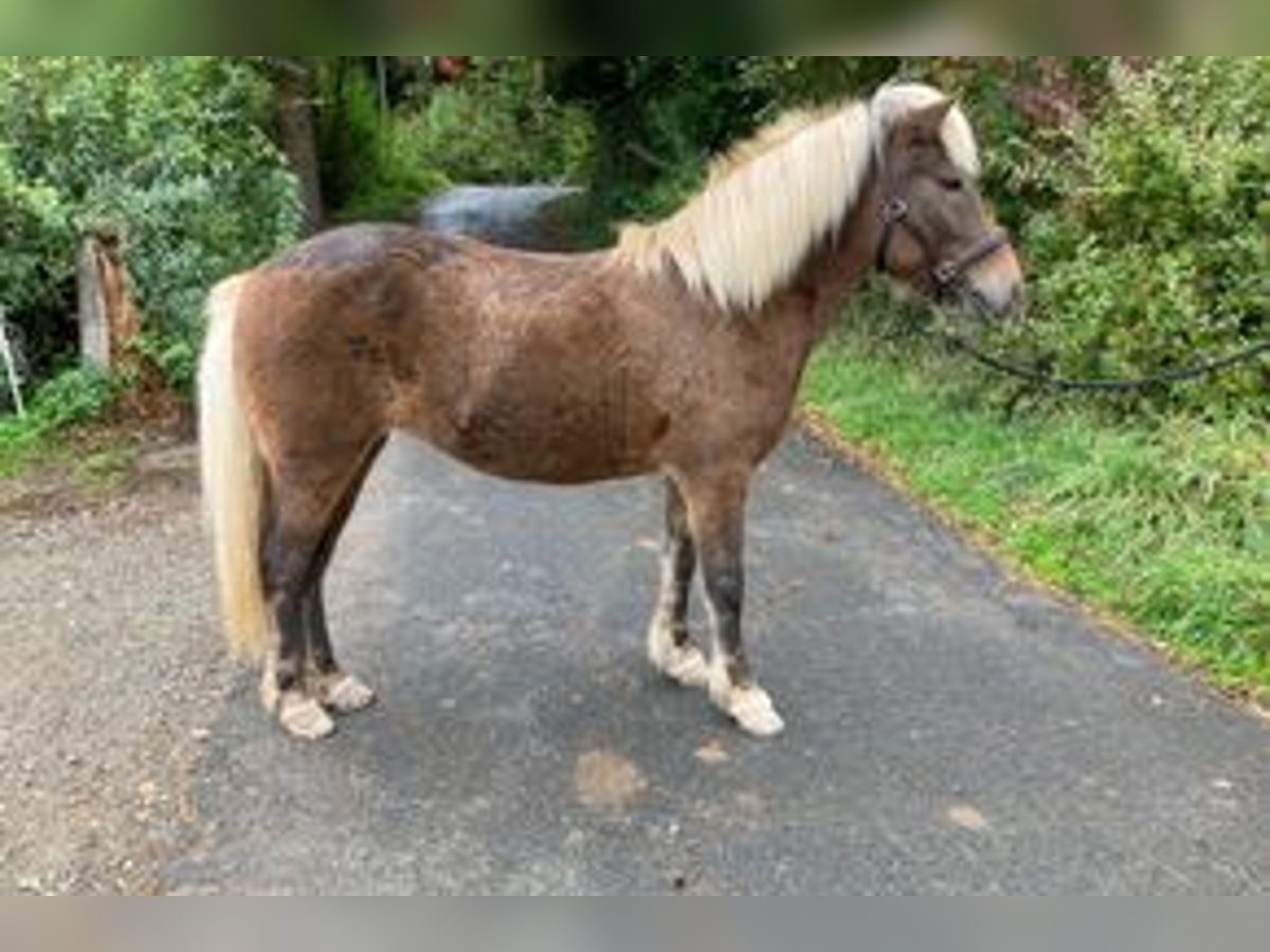 Caballos islandeses Yegua 11 años 136 cm in Schwarzenborn