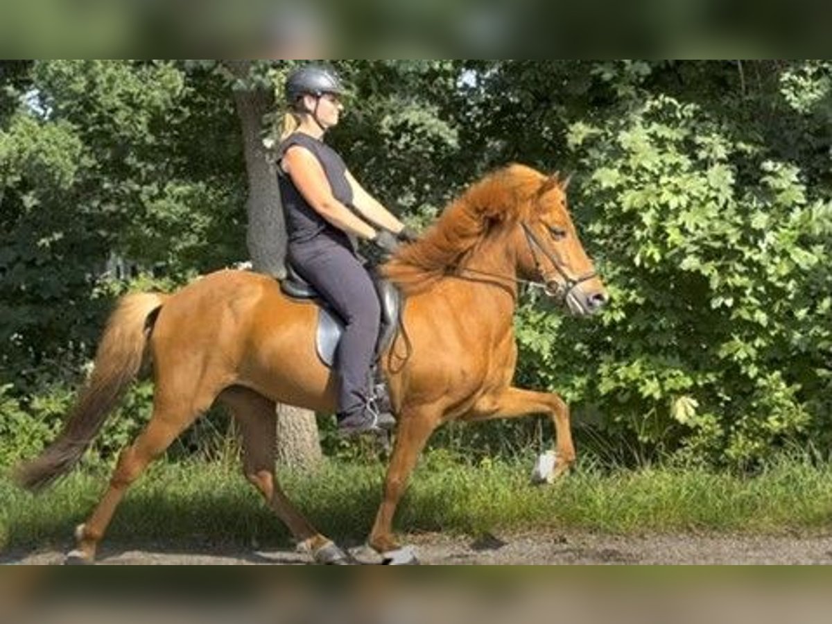 Caballos islandeses Yegua 11 años 137 cm Alazán in Schneverdingen