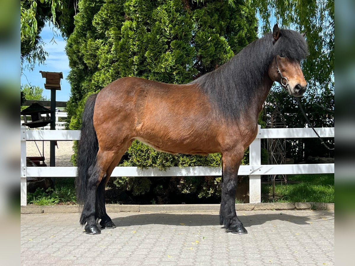 Caballos islandeses Yegua 11 años 140 cm Castaño in Lochen am See