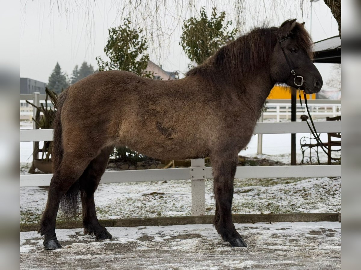 Caballos islandeses Yegua 11 años 141 cm Bayo in Lochen am See