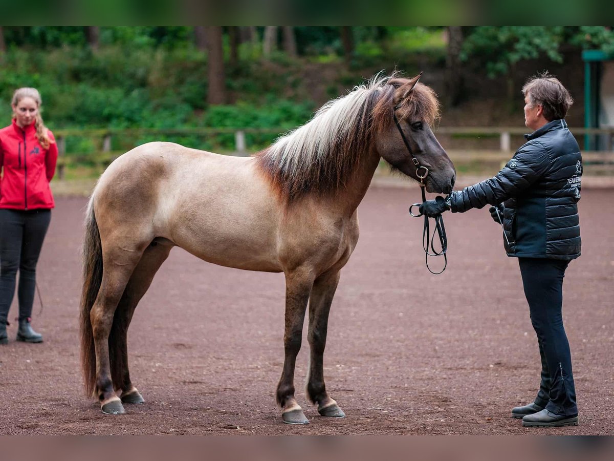 Caballos islandeses Yegua 11 años 142 cm Bayo in Seedorf