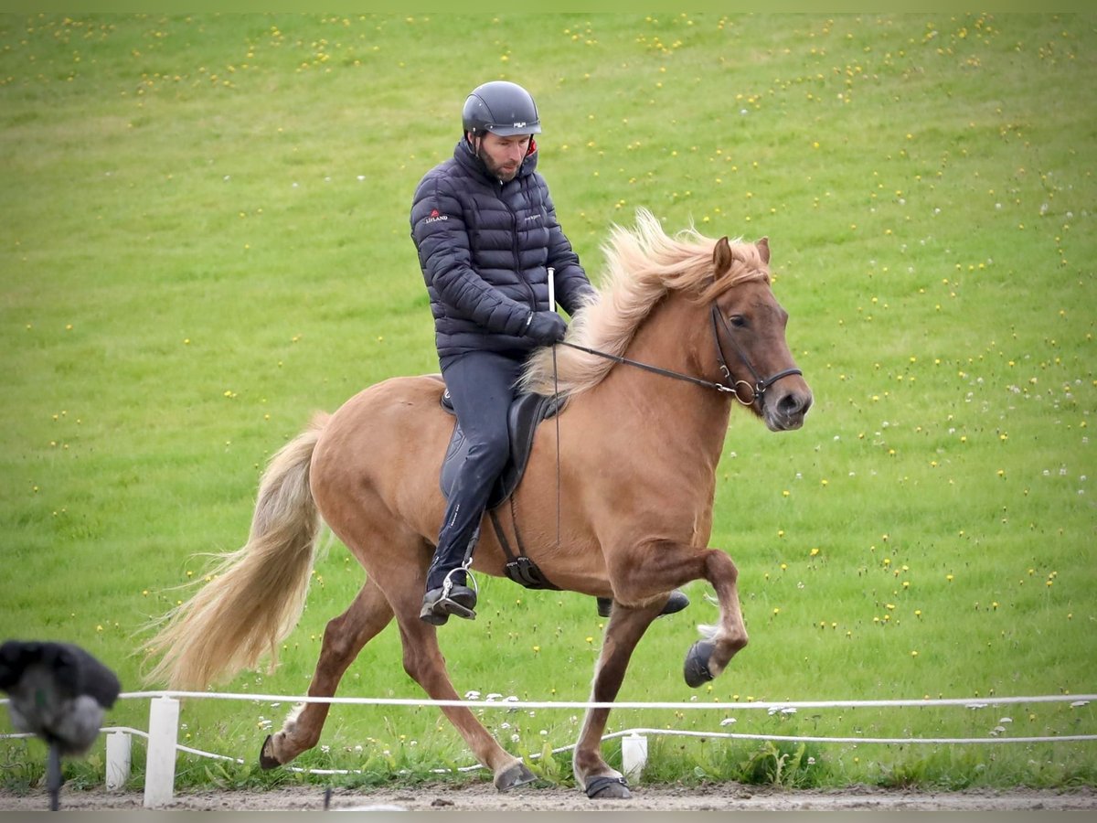 Caballos islandeses Yegua 11 años 143 cm Red Dun/Cervuno in Hvolsvöllur