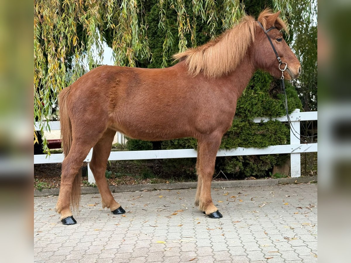 Caballos islandeses Yegua 11 años 145 cm Alazán in Lochen am See