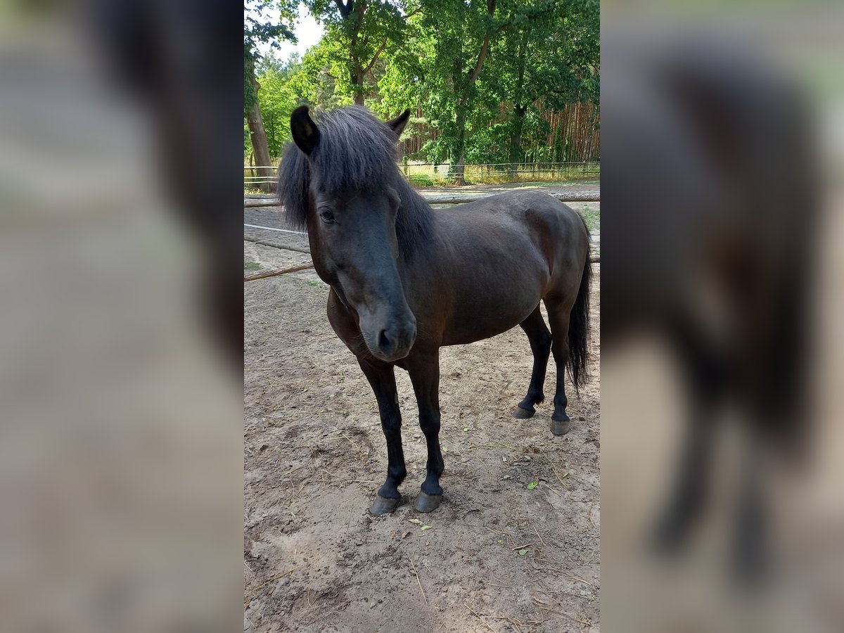 Caballos islandeses Yegua 11 años 147 cm Negro in Spreewaldheide