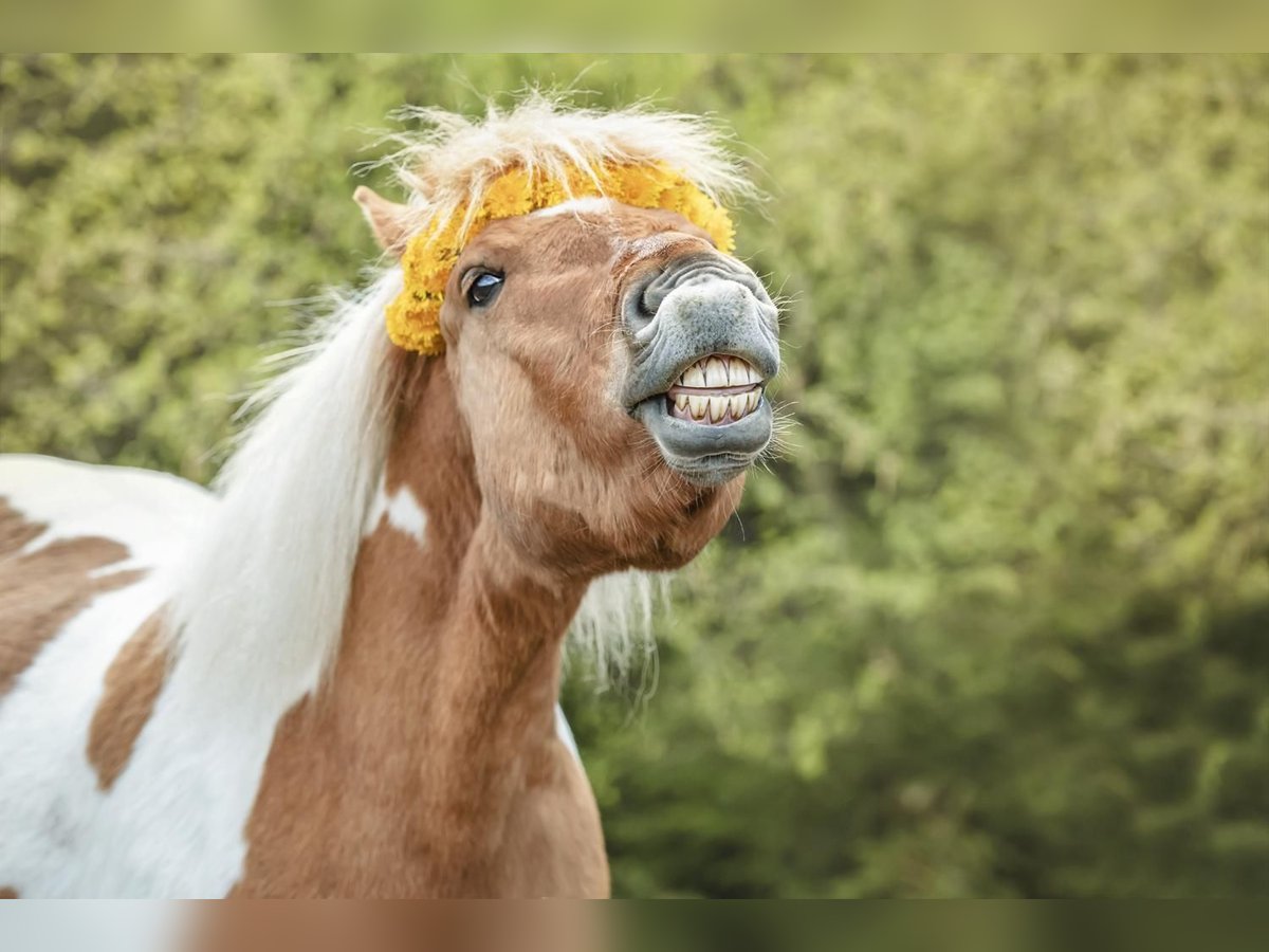 Caballos islandeses Mestizo Yegua 12 años 121 cm Pío in Elterlein