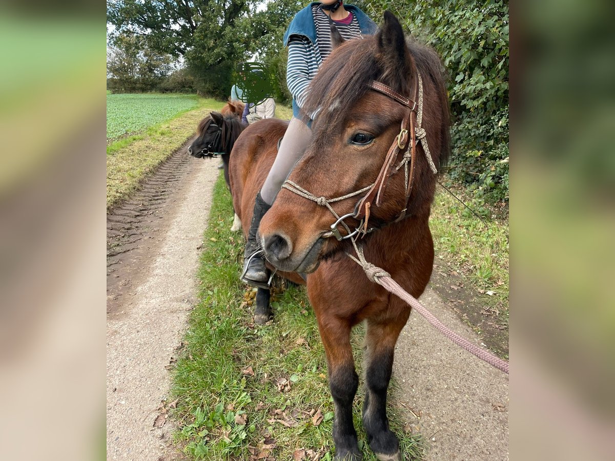 Caballos islandeses Yegua 12 años 135 cm Castaño in Schwedeneck