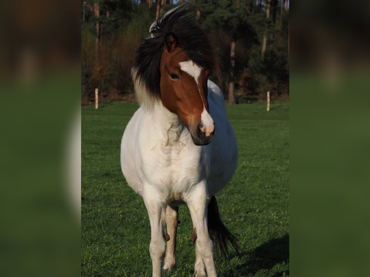 Caballos islandeses Yegua 12 años 138 cm Pío in Dahlenburg