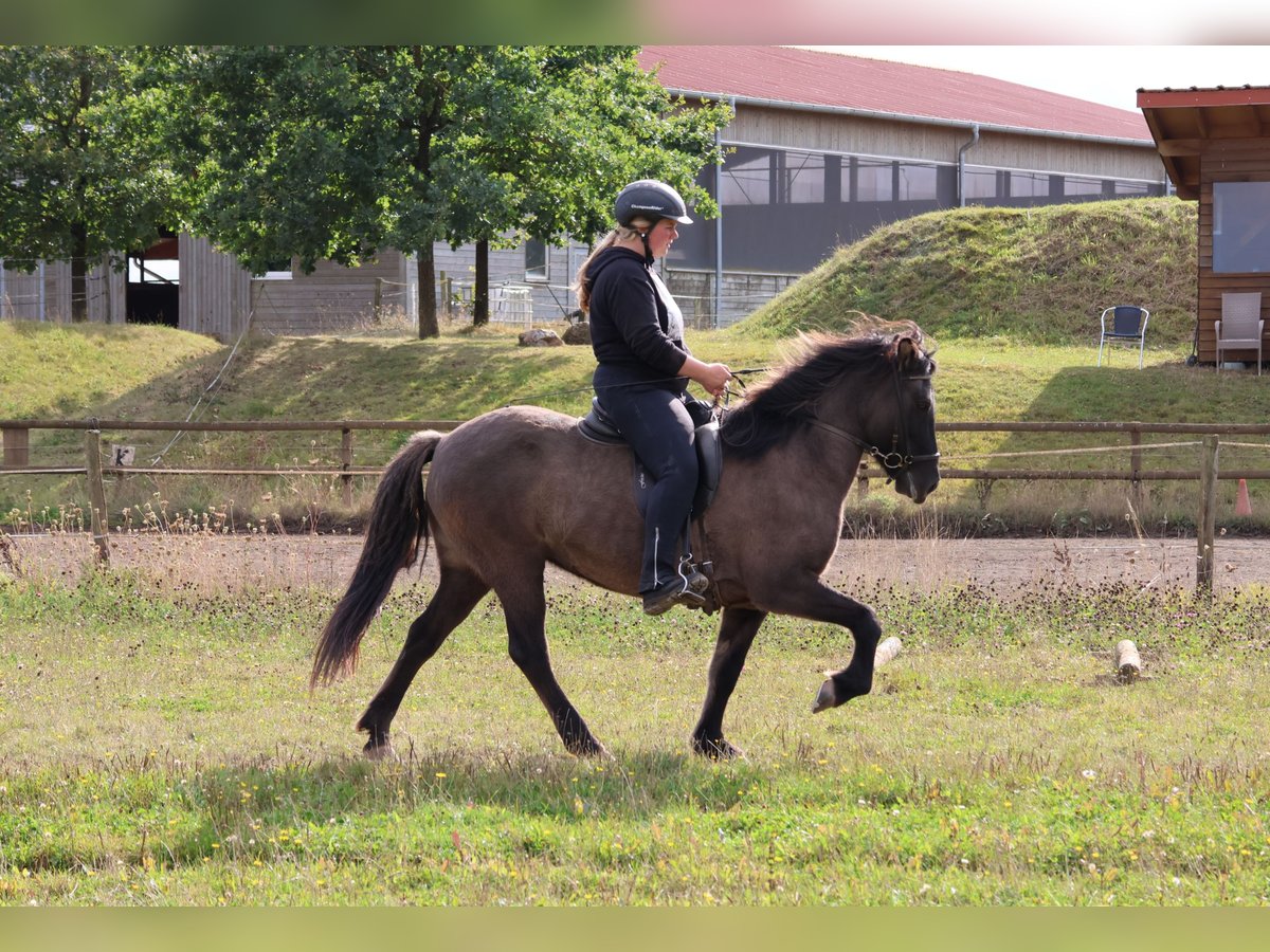 Caballos islandeses Yegua 12 años 139 cm Bayo in Minderlittgen