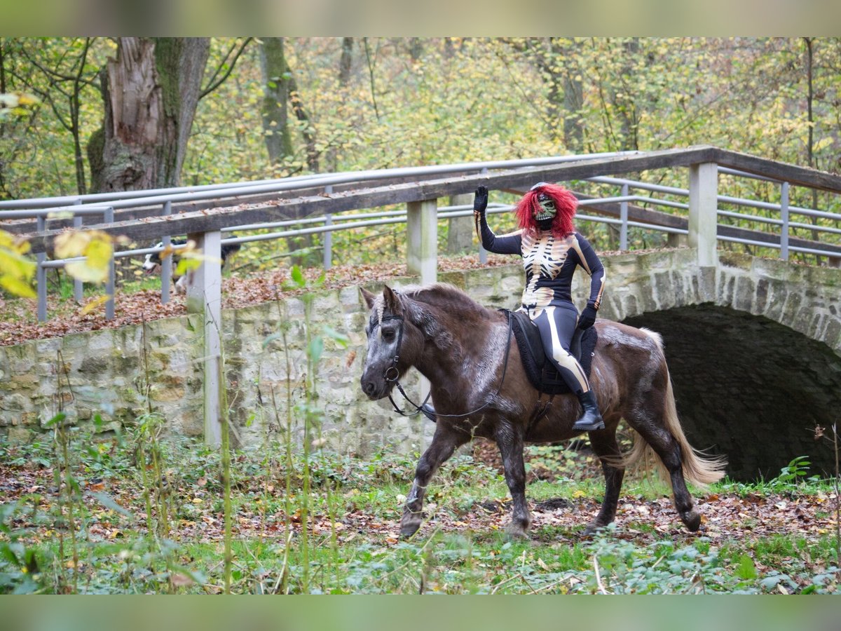 Caballos islandeses Yegua 12 años 141 cm in Ribbesbüttel