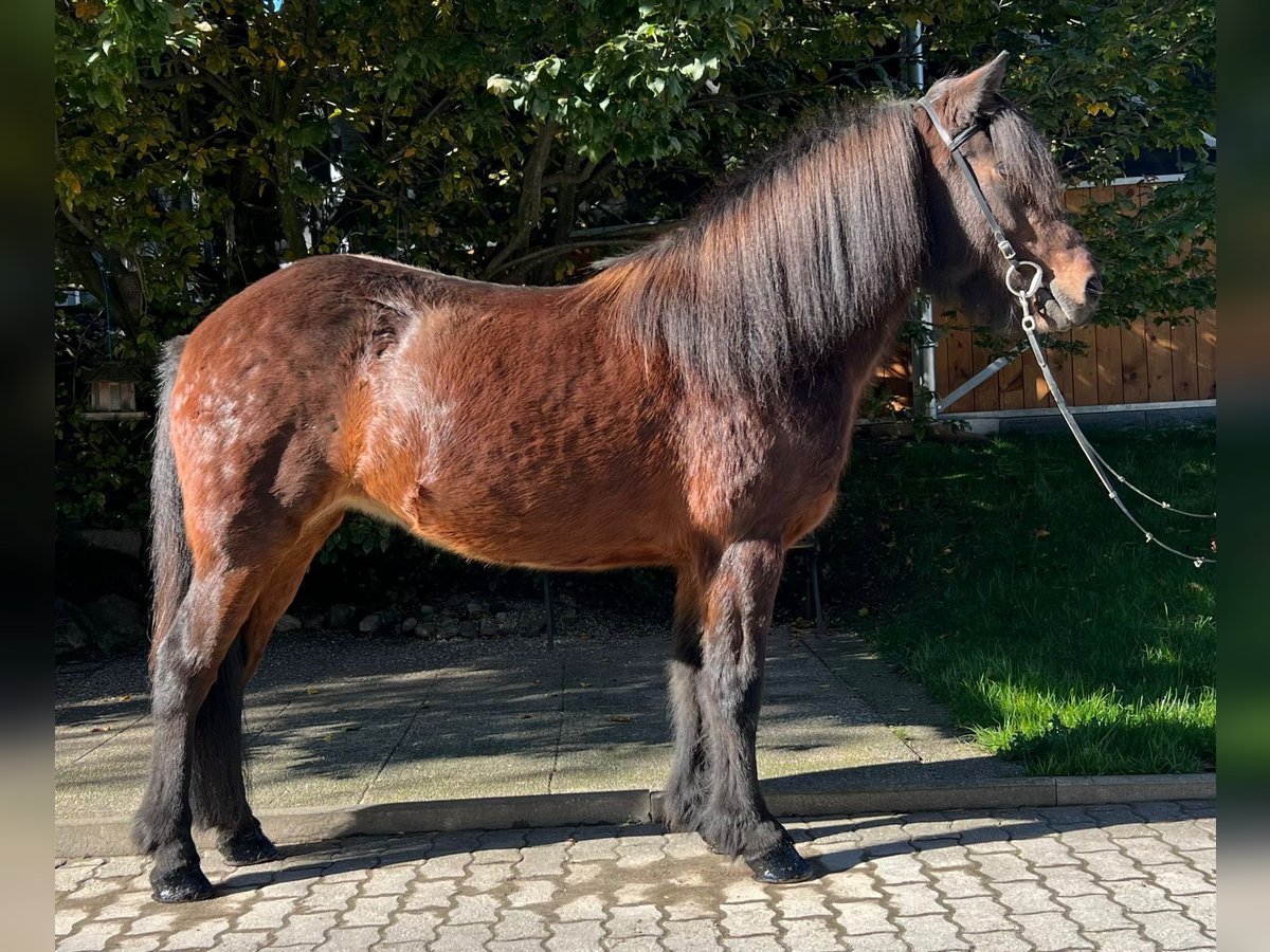 Caballos islandeses Yegua 12 años 142 cm Castaño in Lochen am See