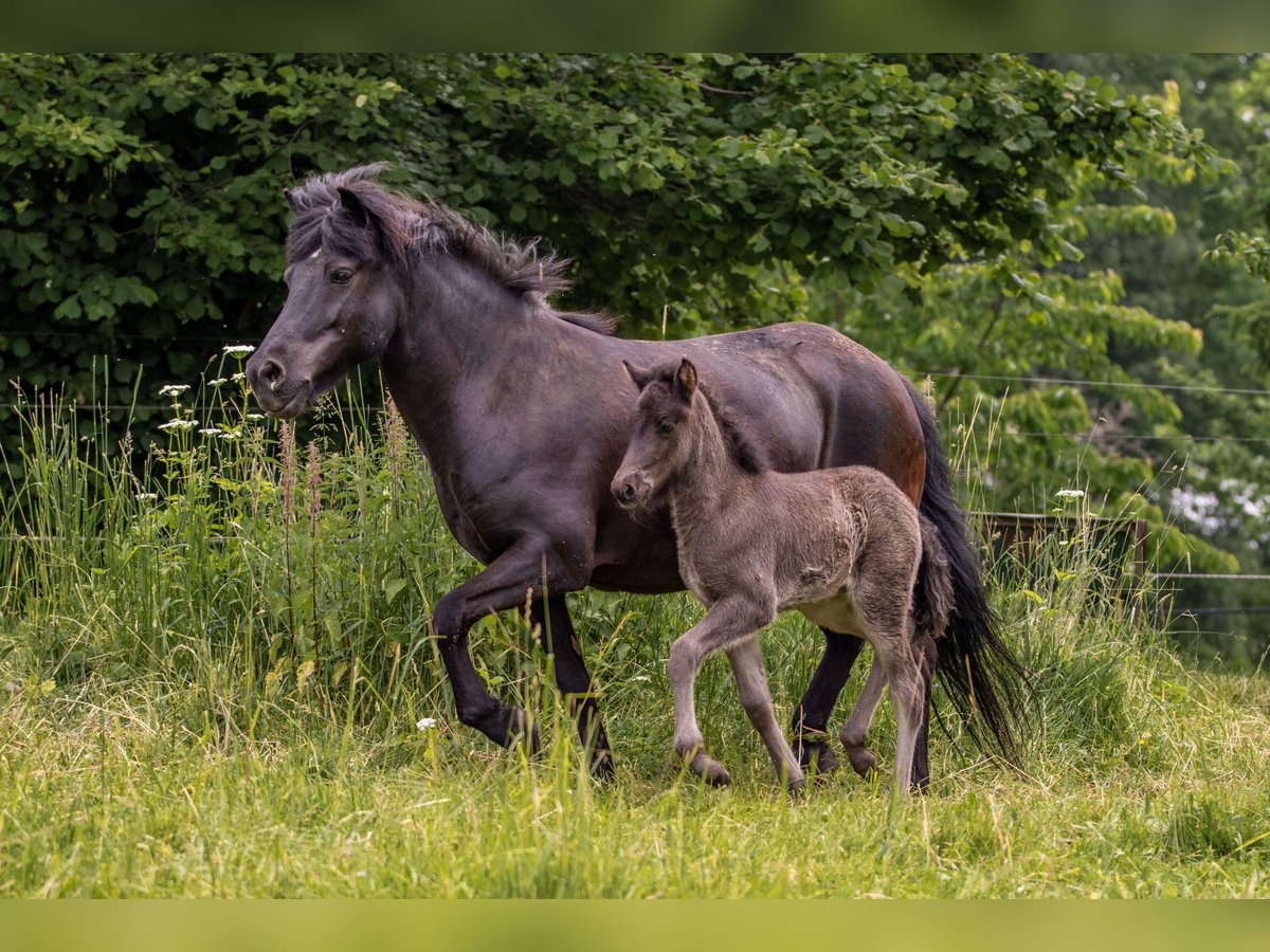 Caballos islandeses Yegua 12 años 142 cm Negro in Dreieich