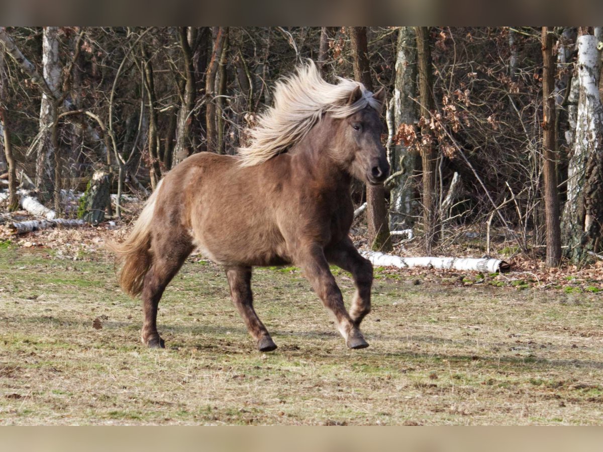 Caballos islandeses Yegua 12 años 143 cm in Ribbesbüttel