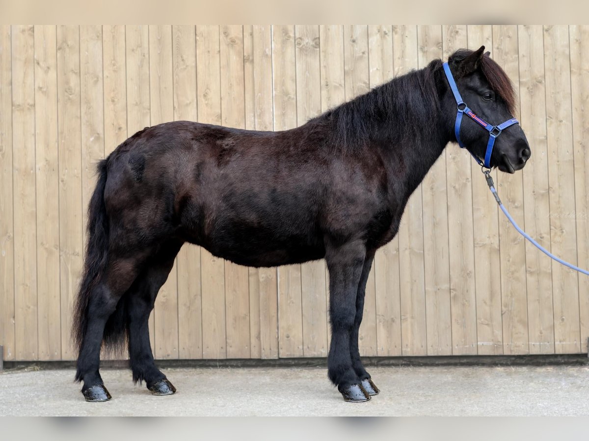 Caballos islandeses Yegua 12 años Negro in Straßwalchen