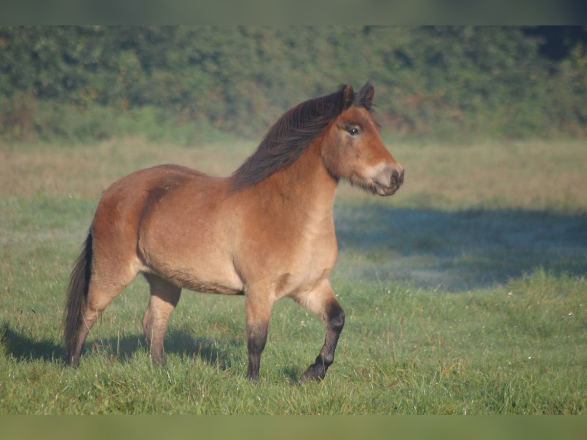 Caballos islandeses Mestizo Yegua 13 años 126 cm Castaño oscuro in Metelen