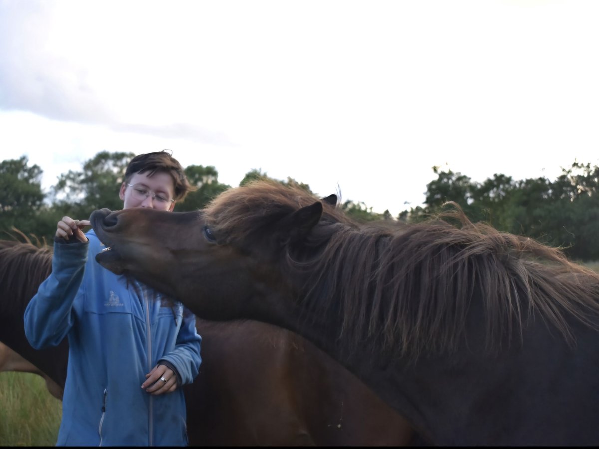 Caballos islandeses Yegua 13 años 137 cm Castaño in Nørre Nebel