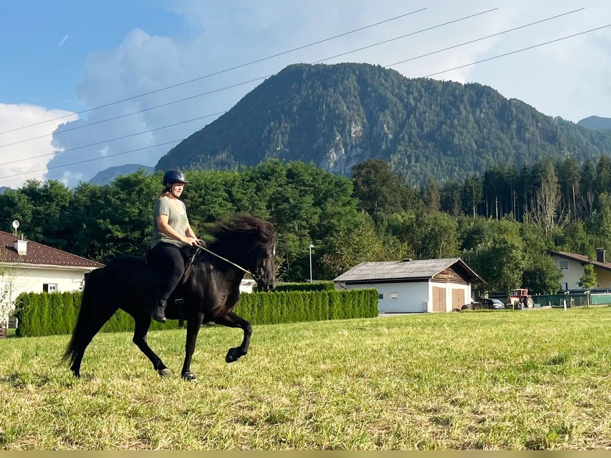 Caballos islandeses Yegua 13 años 143 cm Negro in St.Jakob Im Rosental