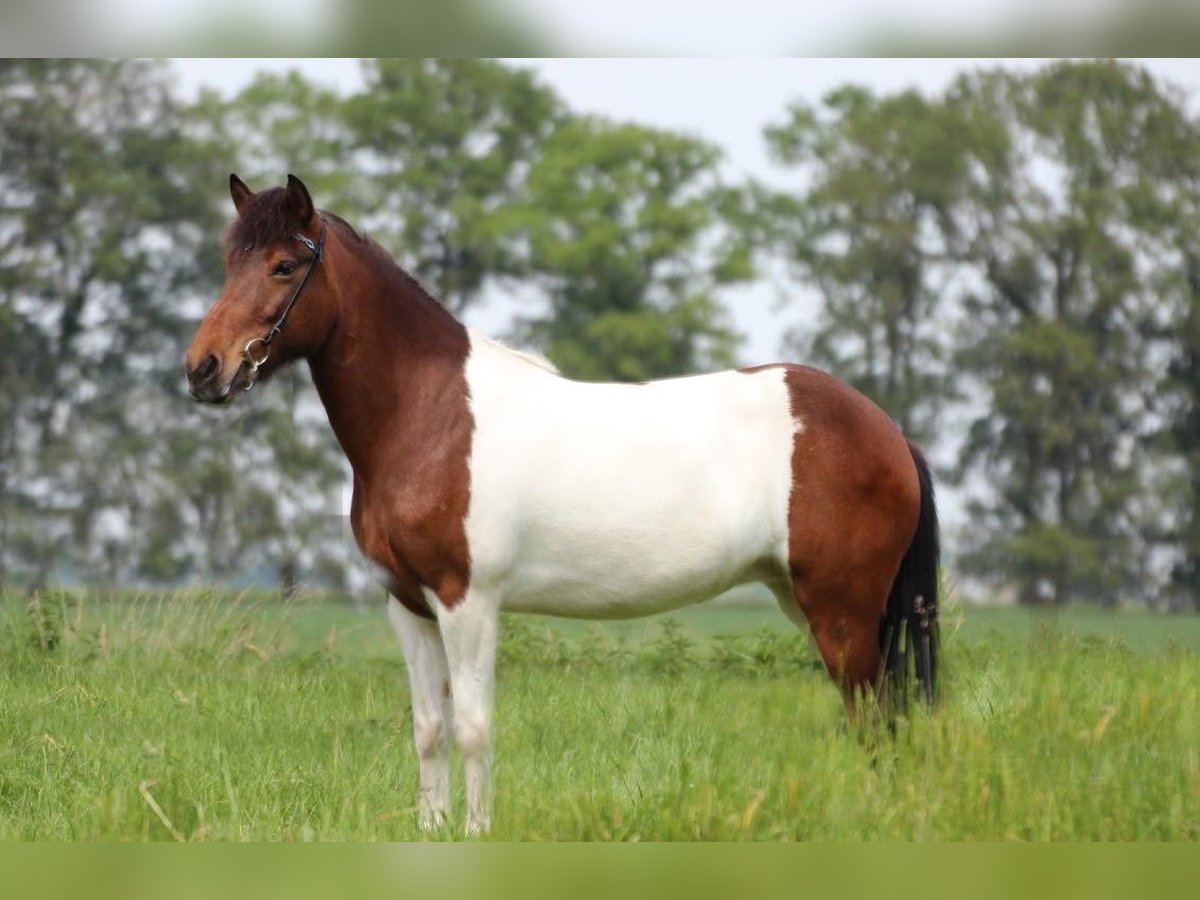 Caballos islandeses Yegua 13 años 147 cm Tobiano-todas las-capas in Grashoek