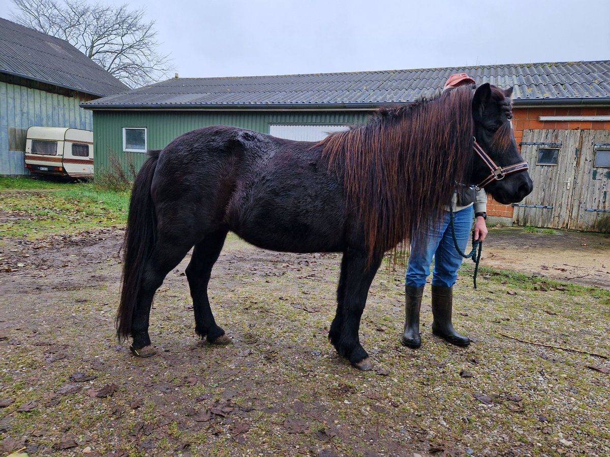 Caballos islandeses Yegua 14 años 135 cm Negro in S&#xFC;derl&#xFC;gum