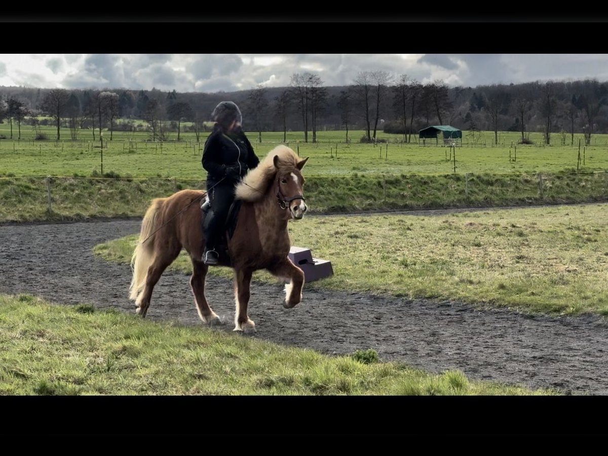 Caballos islandeses Yegua 14 años 137 cm Alazán in Ober-M&#xF6;rlen