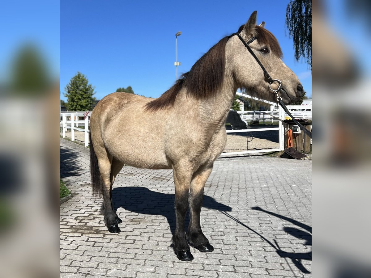 Caballos islandeses Yegua 14 años 142 cm Buckskin/Bayo in Lochen am See