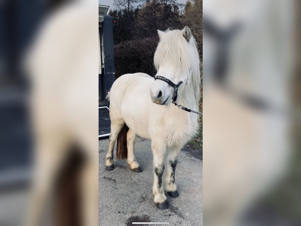 Caballos islandeses Yegua 15 años 132 cm Tordo in Weidenhahn