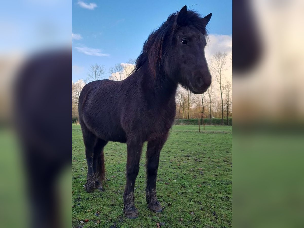 Caballos islandeses Yegua 15 años 135 cm Negro in Hoeleden