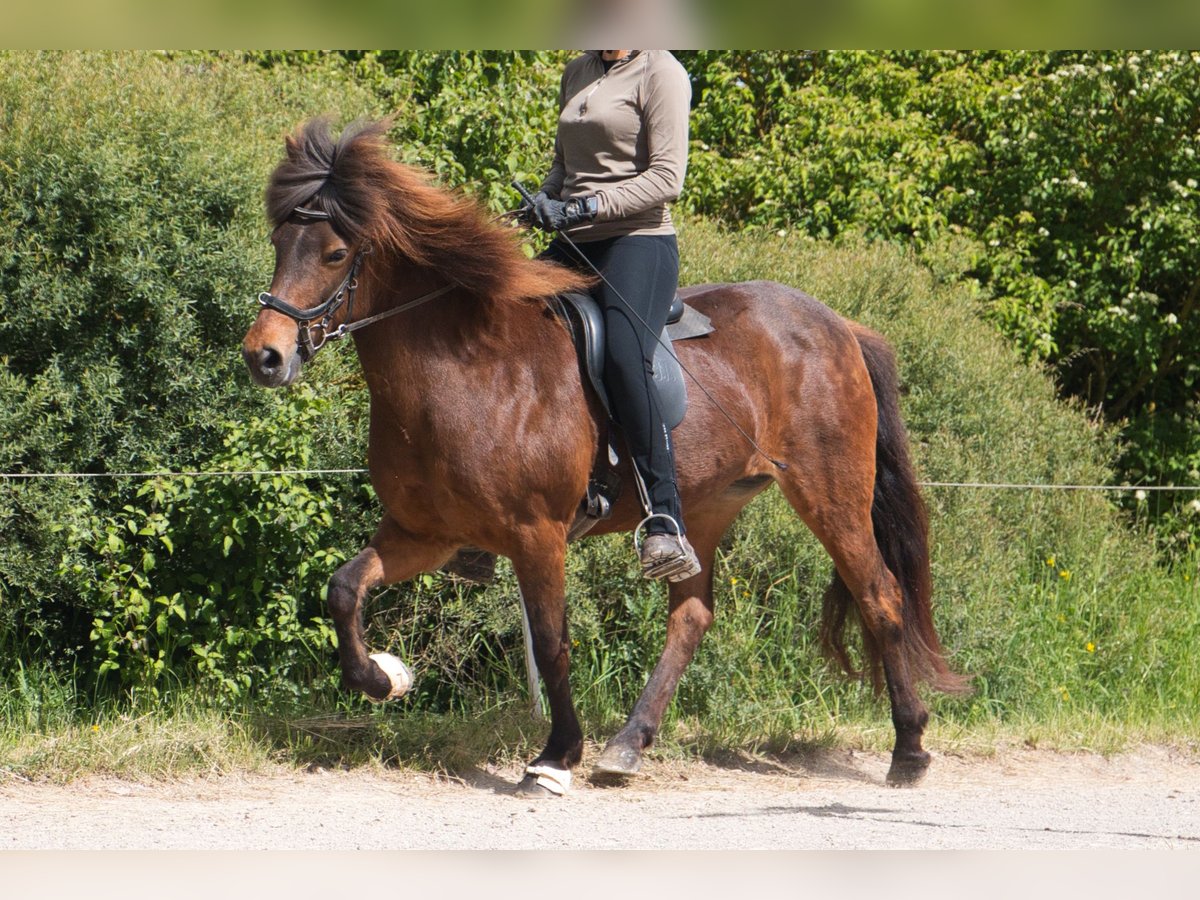 Caballos islandeses Yegua 15 años 137 cm Castaño in Pfalzgrafenweiler