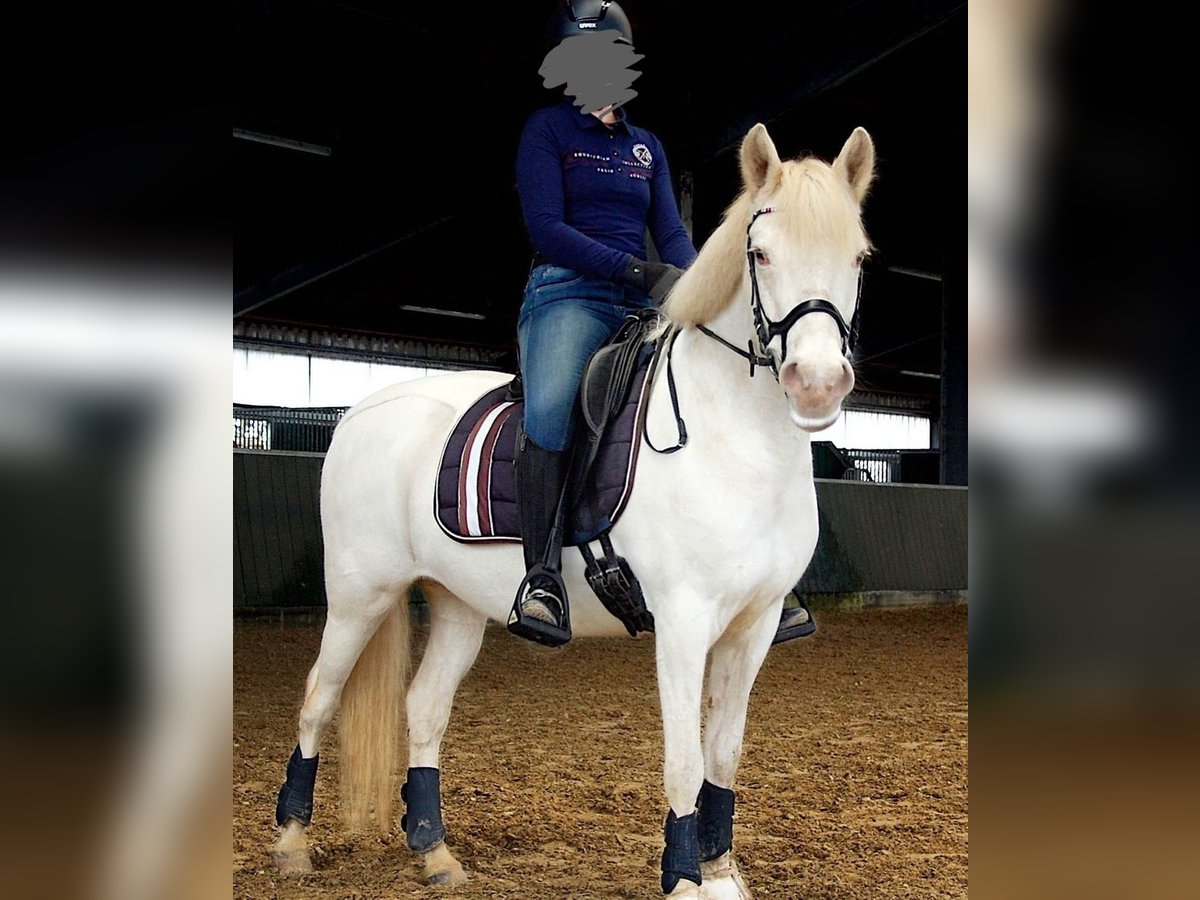 Caballos islandeses Yegua 15 años 143 cm Cremello in Nienburg (Weser)