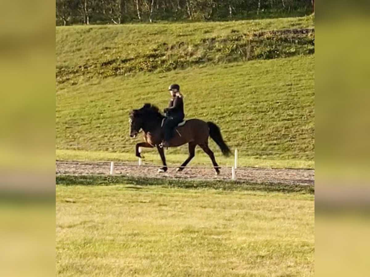 Caballos islandeses Yegua 15 años Castaño rojizo in Reykjavik