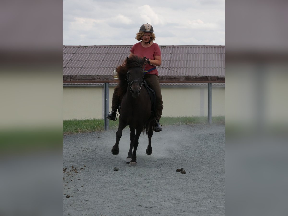 Caballos islandeses Yegua 16 años 134 cm Negro in Dietzenbach