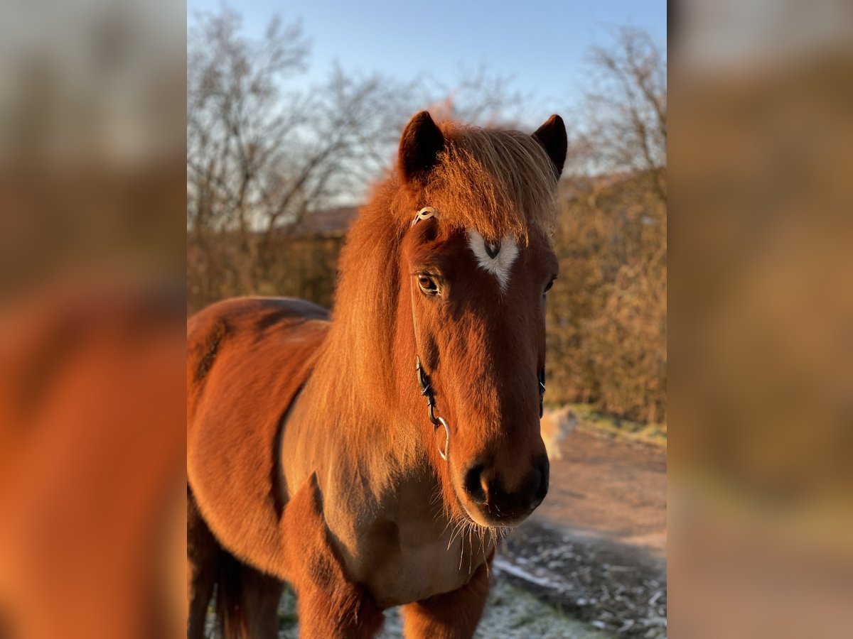 Caballos islandeses Yegua 16 años 138 cm Alazán in Bissendorf