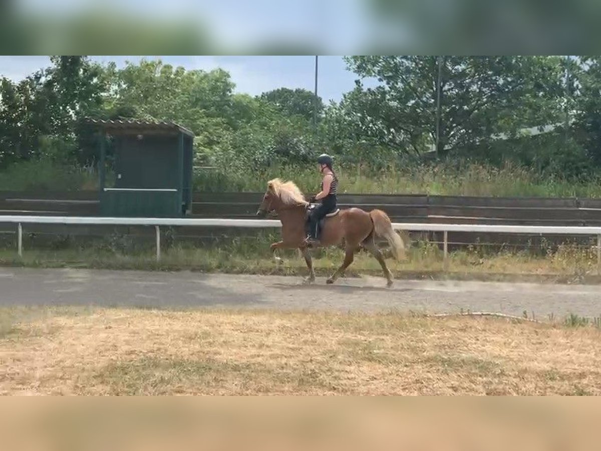 Caballos islandeses Yegua 16 años 138 cm Alazán in Stapelfeld