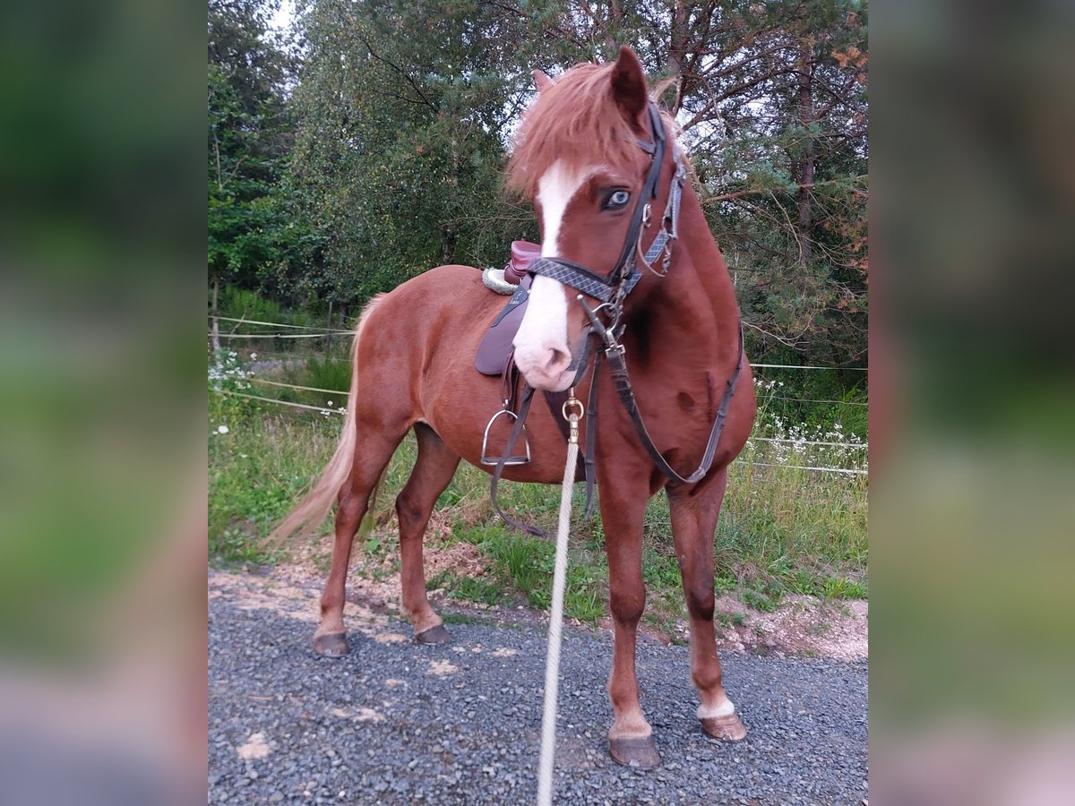 Caballos islandeses Yegua 17 años 138 cm Alazán rojizo in Saarland