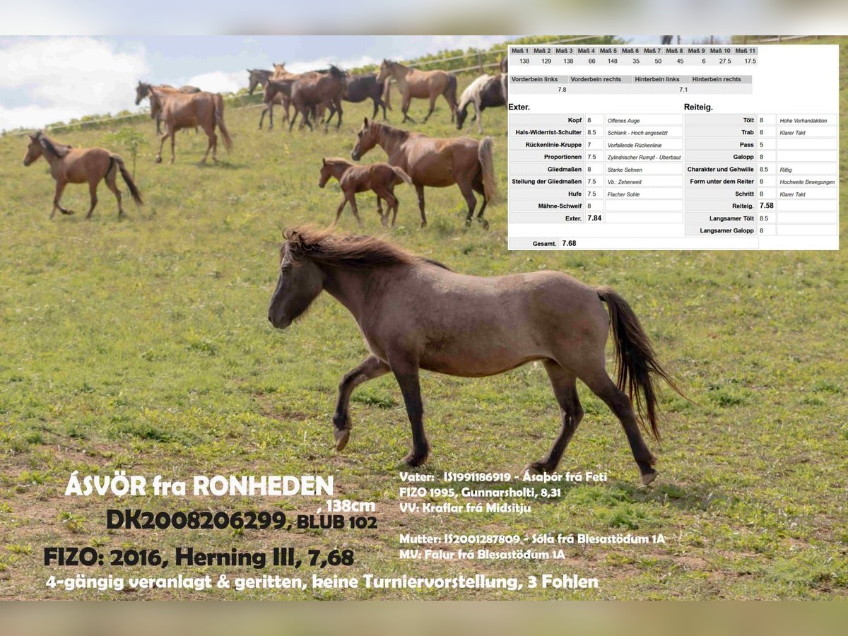 Caballos islandeses Yegua 17 años 138 cm Bayo in Dintesheim