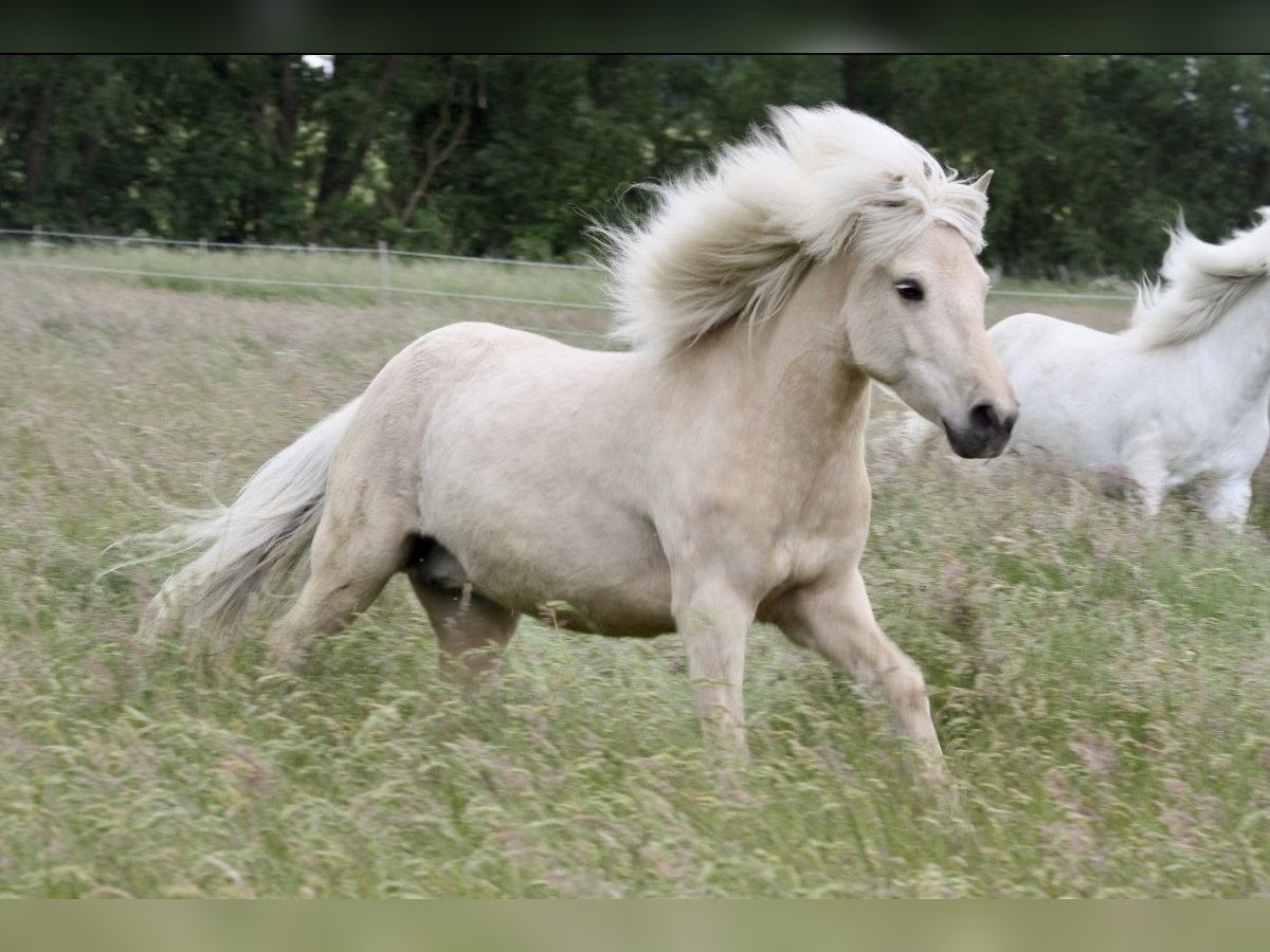 Caballos islandeses Yegua 17 años 138 cm Palomino in Grebenstein