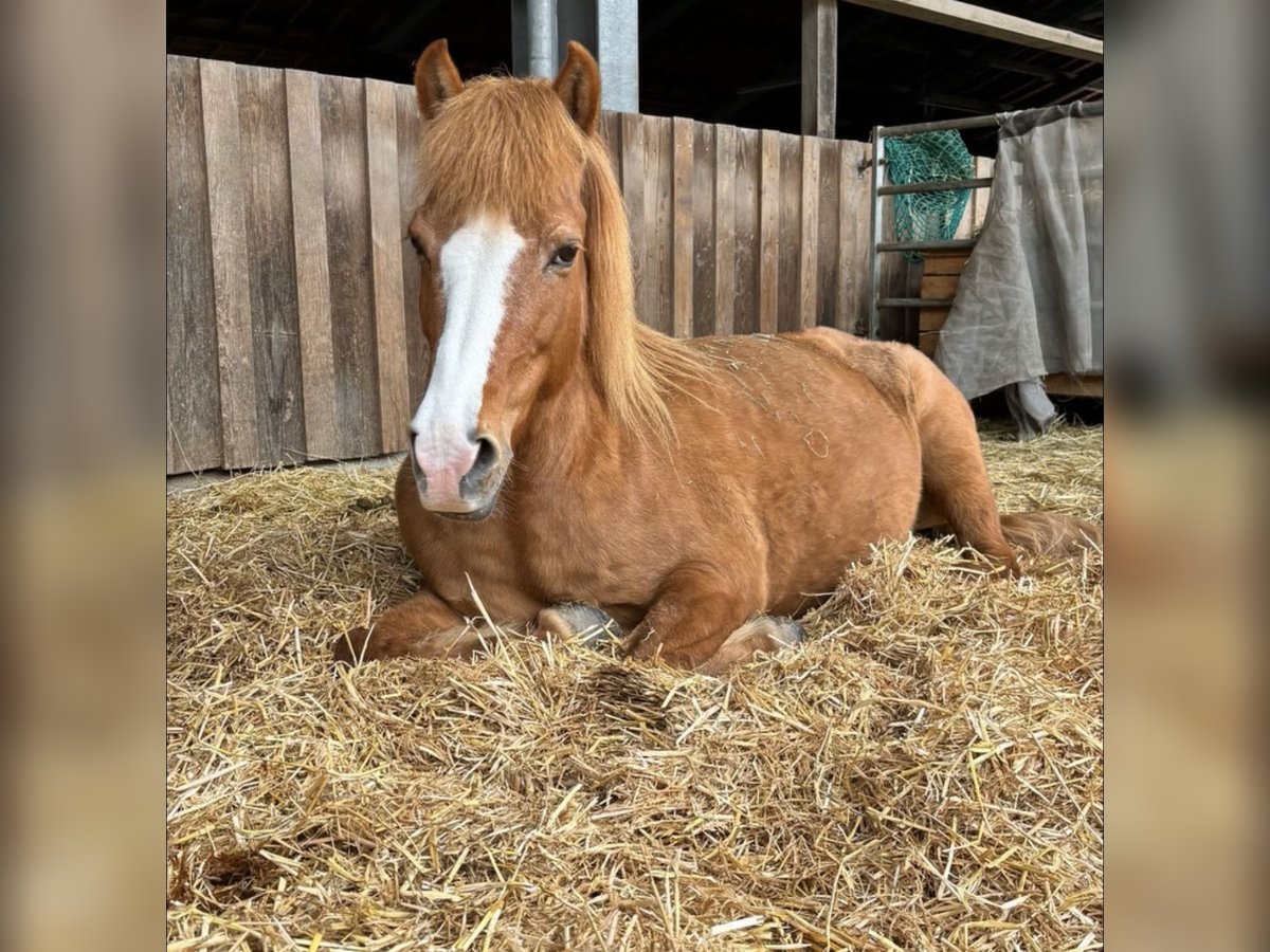 Caballos islandeses Yegua 18 años 137 cm Alazán in Oberstenfeld